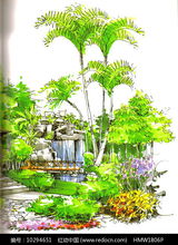 庭院植物景观手绘