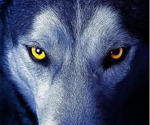 心理学 你觉得哪条狼是狼王 测你是哪方面的赢家,准的可怕 