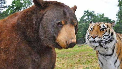 东北虎若和棕熊搏斗谁会胜出 猫科与熊科的战斗力差别不在体形上
