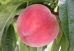 桃子什么季节的水果 为什么中医都叫停水果