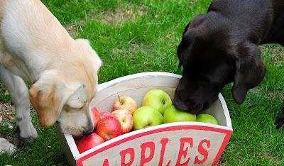 狗狗营养学 吃对水果很重要