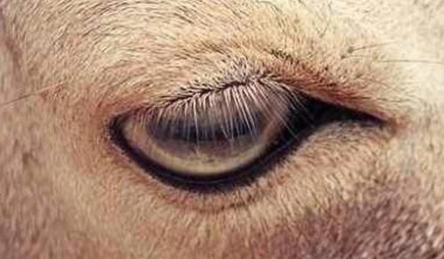 心理学 三个眼睛,哪个是马的眼睛 秒测你看人的眼光有多准