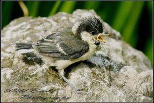 今天在路边捡的小鸟,幼鸟不会飞,请问是什么鸟 吃什么