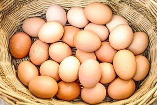 鸡蛋 鹅蛋 鹌鹑蛋,谁才是名副其实的 蛋王 真相总出人意料 