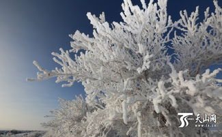 新疆伊吾 雪后的胡杨林如一幅壮丽的泼墨画卷 