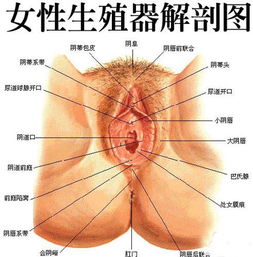 两性交合时阴道收容精子全过程