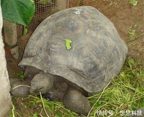 世界上 最长寿乌龟 ,从乾隆年间活到现代,饲养员都死了3个 