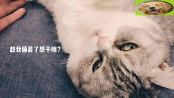 笑脸猫 – 