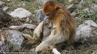 这只猴子接近快生产的母猴,没想到竟观察到这样温馨的接生现象 