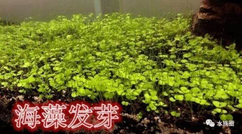 水草种子的种植方法 种子没发芽之前先不要将鱼缸加满水哦