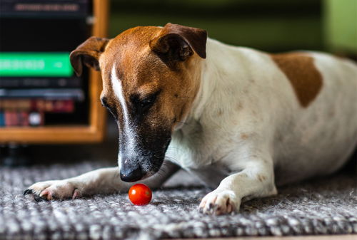 狗狗可以吃西红柿吗
