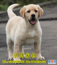 【北京拉布拉多犬舍 纯种拉布拉多犬 完美售后】-大兴 大兴周边易登网