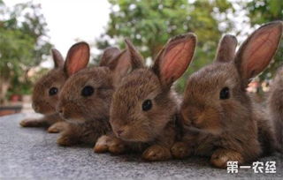 兔子要打疫苗吗 兔子疫苗接种大全