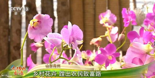 走进乡村看小康 山东青州 乡村花卉大放异彩 以花为 媒 趟出致富路