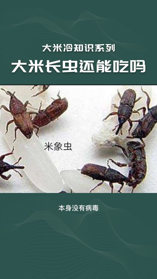 大米冷知识系列 二 大米 冷知识 知识分享 