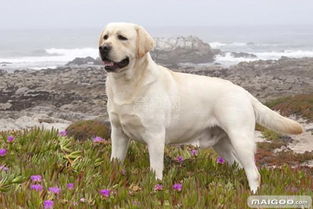 世界十大中型犬排名 最值得养的中型犬 十大中型名犬