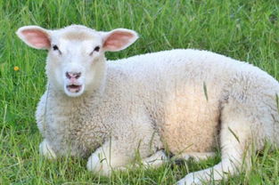 2018农村养羊一年能赚多少钱 前景与利润成本如何 附羊价走势分析