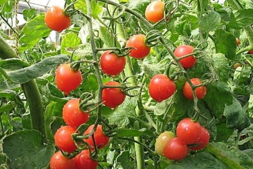 生吃口感最好的西红柿品种 最好吃的西红柿是哪个品种