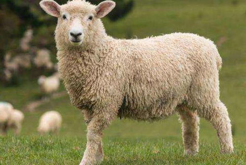 属羊人和3个生肖配对,简直就是 享福命 ,12月底变 发 羊
