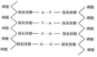 DNA分子碱基配对中A一定与什么配对,G一定 