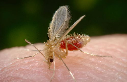 孑孓的基本解释是蚊子的幼虫,是蚊子的卵在水中孵化出来的,体细长