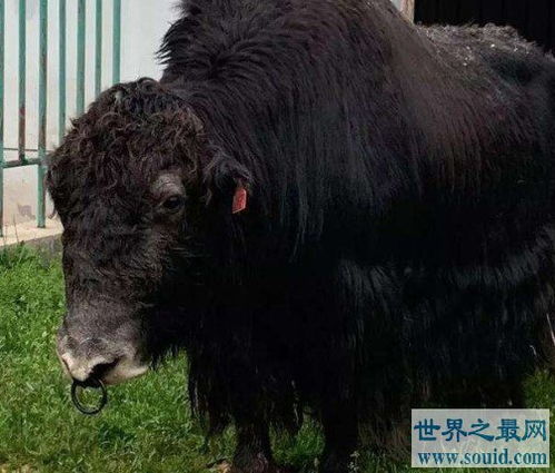 世界上首个无角牦牛, 阿什旦 牦牛在青海培育成功 