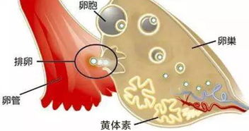 患有乳腺增生能母乳喂养么