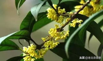 中秋佳节桂花香飘京城