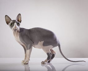 斯芬克斯猫为什么没有毛,无毛猫是人工培育的吗？
