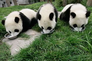 珍惜动物有那么多,为什么大熊猫偏偏成了国宝 三个原因告诉你 