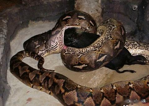 印度男子救了条蟒蛇,蟒蛇每天和儿子同吃同睡,最后将他整个吞下