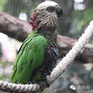 饲养这种鹦鹉的,全中国估计不超过10个