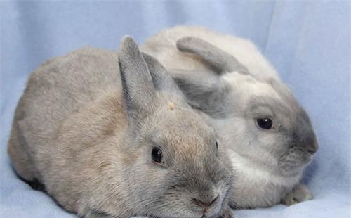 养宠趣闻 波兰兔耳屎和耳螨区别,波兰兔有耳螨是如何处理