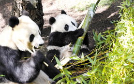 大熊猫在美租期延长5年 