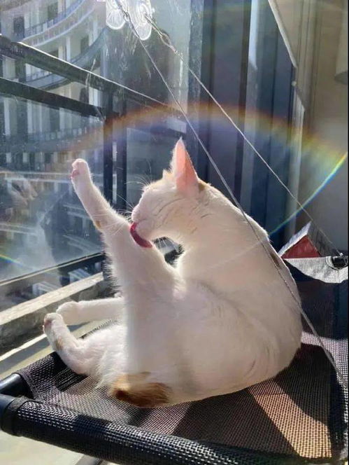 拍到猫在窗边舔毛不奇怪,奇怪的是竟有彩虹围绕着