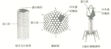 为什么自然界会有像病毒这一种没有细胞结构的但要依赖活细胞的生命体，它们最初是从何而来的？