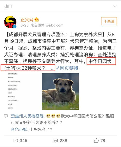 规定中华田园犬为禁养犬只 中国土狗的辛酸, 为什么我们不一样