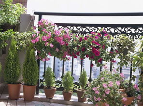 阳台适合种什么花,适合阳台种植的植物种类有哪些？
