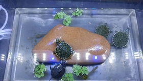 大河甜甜圈龟 中美彩龟 到家的第四天