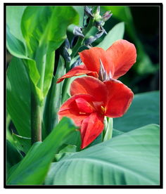 美人蕉 英文名 Canna lily