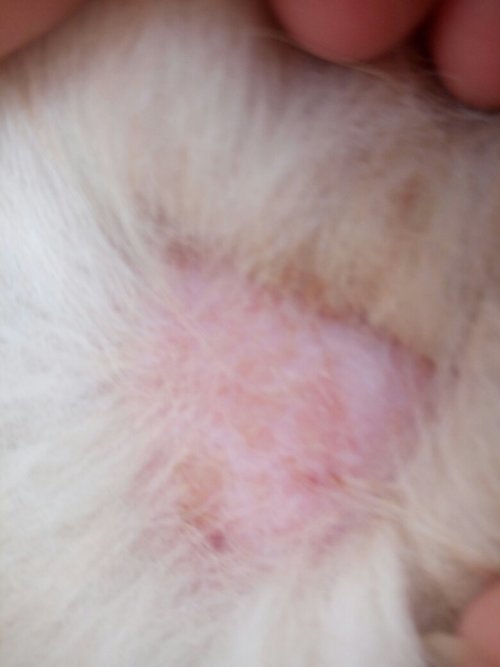 狗狗是皮肤病还是寄生虫引起的 要怎么治疗 有附图 