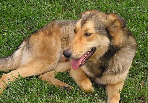流浪狗追着有狗的人求收养,但是被拒绝了,被救助时显得很热情