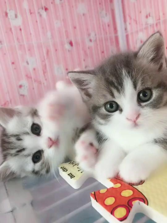好可爱的两只小猫咪,喜欢吗 
