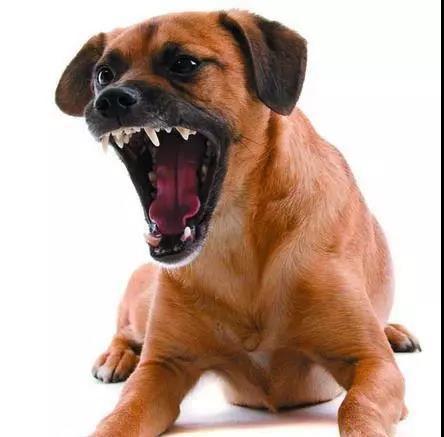 狗狗突然咬人,最常见的5个原因,看看了解一下