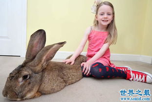 世界上最大的兔子,大流士兔子 重50斤 长1.25米 