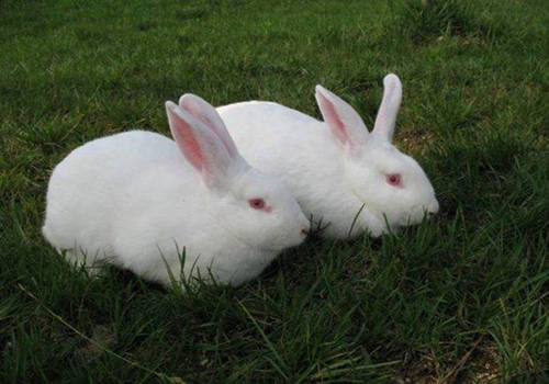 养兔小知识 兔子拉肚子怎么办 处理兔子拉稀的三大措施