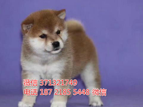 海口犬舍 柴犬犬出售纯种幼犬 海口本地特价可以上门选