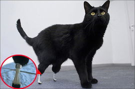 英国科学家给残疾猫装上仿生机械腿 