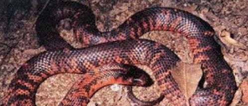 这条红黑黄相间的蛇是世界最美丽的蛇,确因毒性极强称为魔鬼蛇 