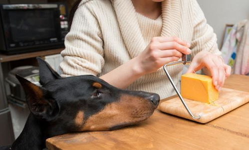 狗狗可以吃芝士吗 这些含有芝士的零食,是否会对狗狗造成危害
